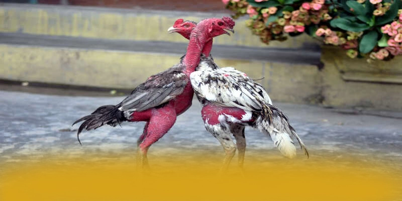 Hệ thống thanh toán tiện lợi tại BET88