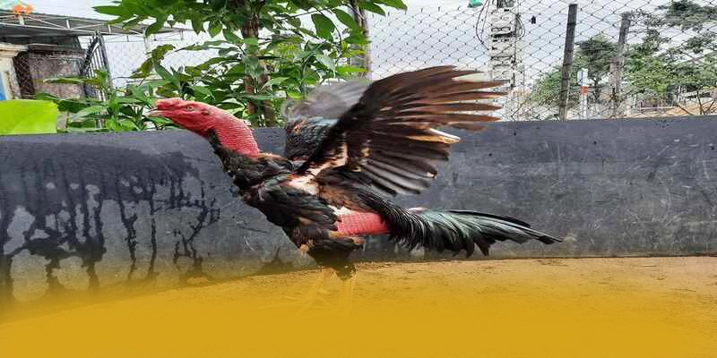 Cùng trải nghiệm GOOD88 - Nhà cái chất lượng hiện nay